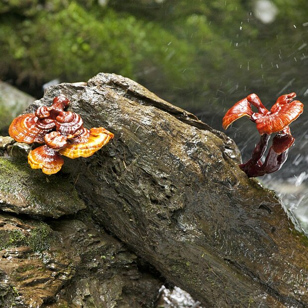  Reishi  (Ling Zhi) - Ganoderma Lucidum - Sopron Strain -  Pure Culture for organic mushroom cultivation according to Regulation EC 834/2007 and 889/2008 (AT-BIO-301), Strain No.: 112002
