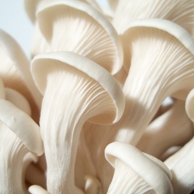 Elm Oyster - Hypsizygus ulmarius - Pure Culture for organic mushroom cultivation according to Regulation EC 834/2007 and 889/2008 (AT-BIO-301), Strain No.: 102001