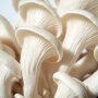 Elm Oyster - Hypsizygus ulmarius - Pure Culture for organic mushroom cultivation, AT-BIO-301 Strain No.: 102001