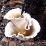 Ghost fungus - Omphalotus nidiformis - pure culture, Strain No.: 900001