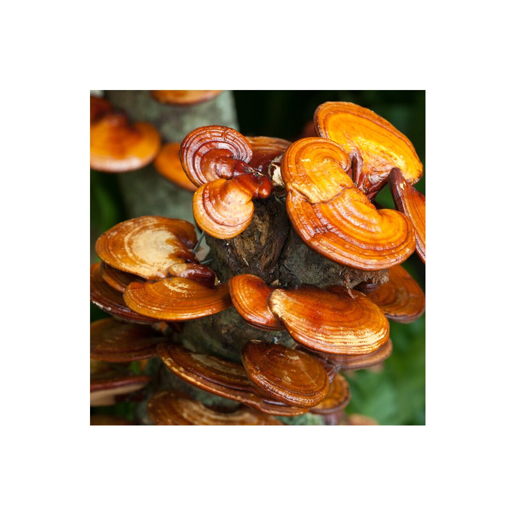 Reishi Mushroom Earrings | (Ganoderma lingzhi)