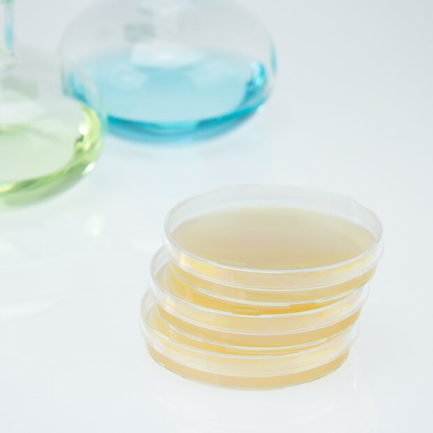 Malt extract agar media in petri dishes
