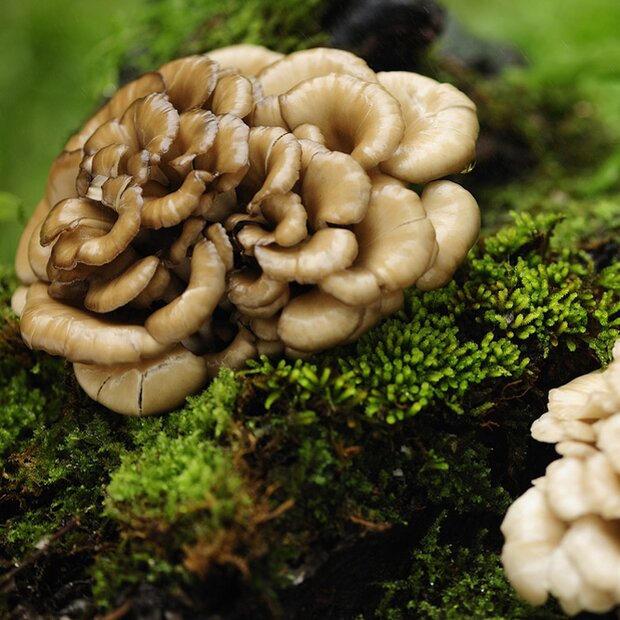Hen-of-the-Woods - Grifola frondosa - mushroom patch for...
