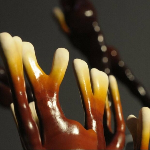 Reishi - Ganoderma lucidum - CHINA-Strain - Körnerbrut für die biologische Pilzzucht, AT-BIO-301 Strain Nr.: 112001