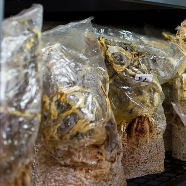 Reishi - Ganoderma lucidum - CHINA-Strain - Körnerbrut für die biologische Pilzzucht, AT-BIO-301 Strain Nr.: 112001