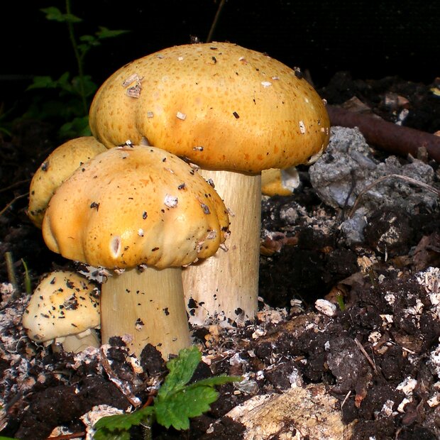 King Stropharia - Stropharia rugosoannulata - yellow - pure culture for organic mushroom cultivation according to regulation EC 834/2007 and 889/2008 (AT-Bio-301). Strain No.: 118002