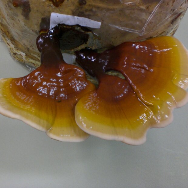 Reishi (Ling Zhi) China Strain - Ganoderma lucidum pure culture for organic mushroom cultivation, AT-BIO-301 Strain No.: 112001