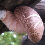 Shiitake - Lentinula edodes - CS-strain - pure culture for organic mushroom cultivation, AT-BIO-301 Strain No.: 106002