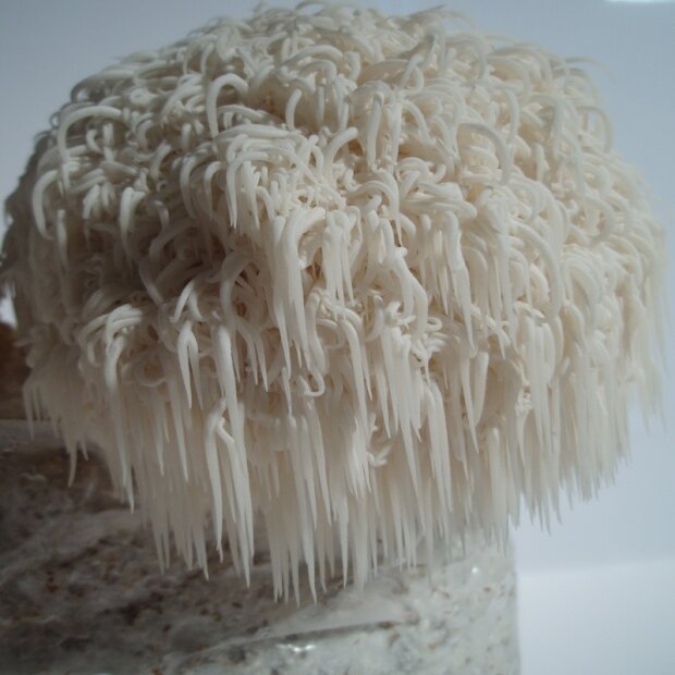 Igelstachelbart - Hericium erinaceus - Reinkultur für die biologische Pilzzucht, AT-BIO-301 Strain Nr.: 107001