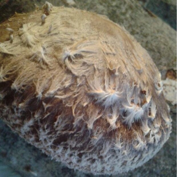 Shiitake - Lentinula edodes - Cold-strain - grain spawn for organic growing, AT-BIO-301 Strain Nr.:106003