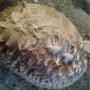 Shiitake - Lentinula edodes - "Cold"-strain - Körnerbrut für die biologische Pilzzucht, AT-BIO-301 Strain Nr.:106003