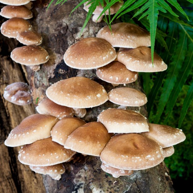 Shiitake - Lentinula edodes - 75-Strain - mushroom patch for organic growing, AT-BIO-301 Strain Nr.: 106001
