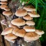 Shiitake - Lentinula edodes - 75-Strain - mushroom patch for organic growing, AT-BIO-301 Strain Nr.: 106001