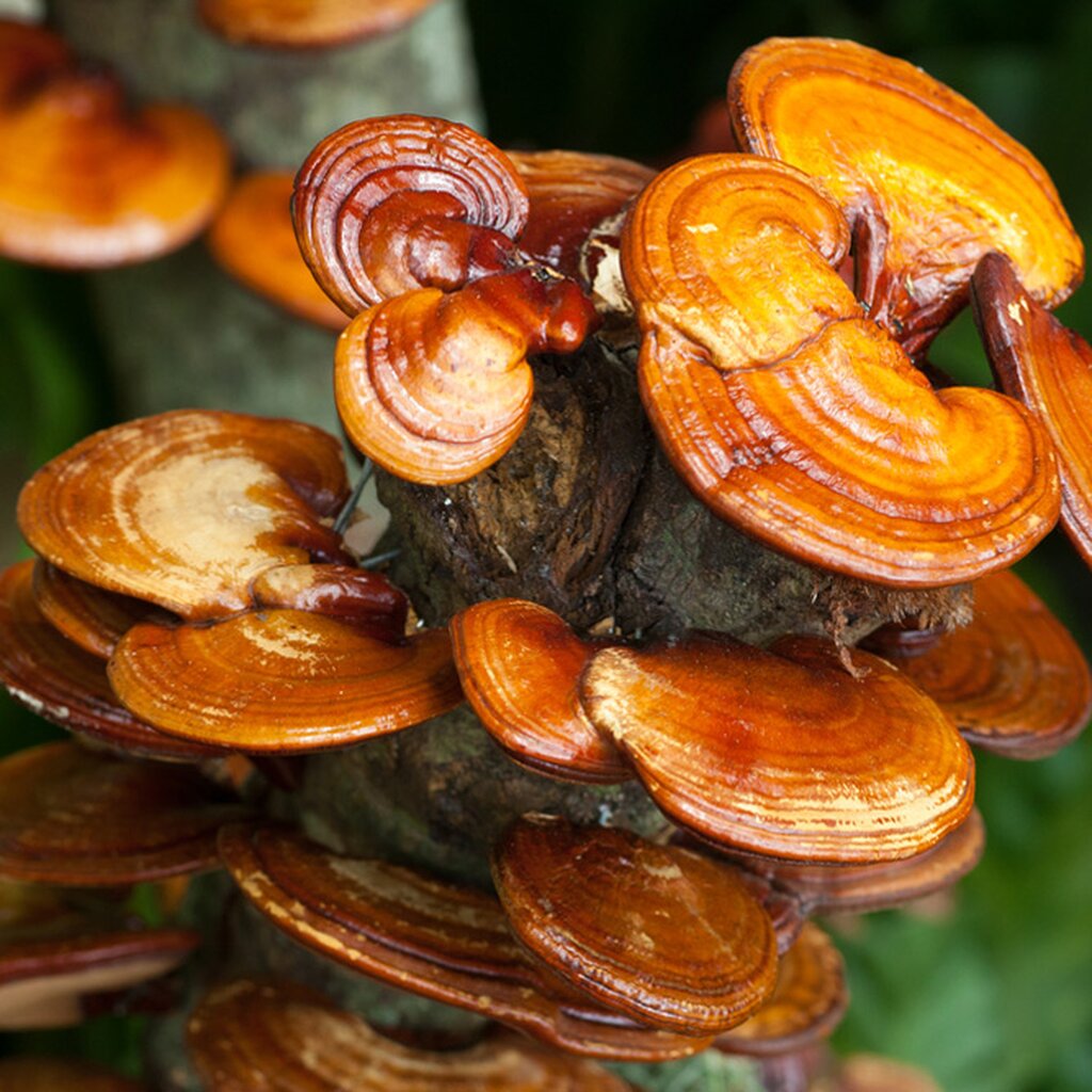 A picture of Reishi mushrooms