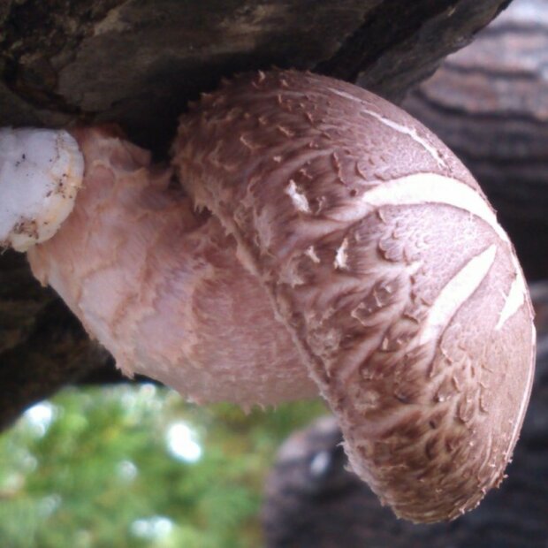 Shiitake - Lentinula edodes - CS-strain - grain spawn small FOR ORGANIC GROWING, AT-BIO-301