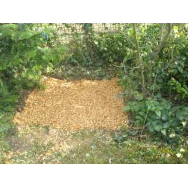 Austernpilz - Pleurotus ostreatus - Mykorestaurierungsbag