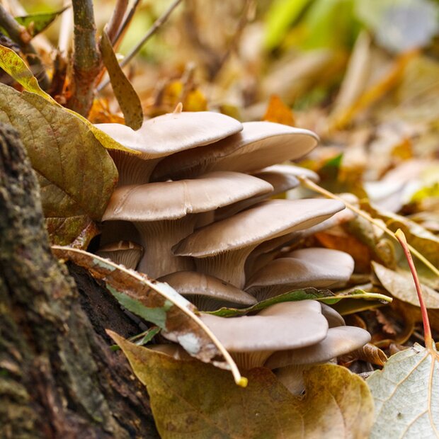 Tree Oyster - Pleurotus ostreatus - Mycorestorationbag