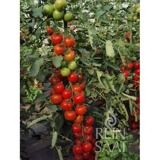 Tomate Moneymaker Saatgut aus biologischem Anbau