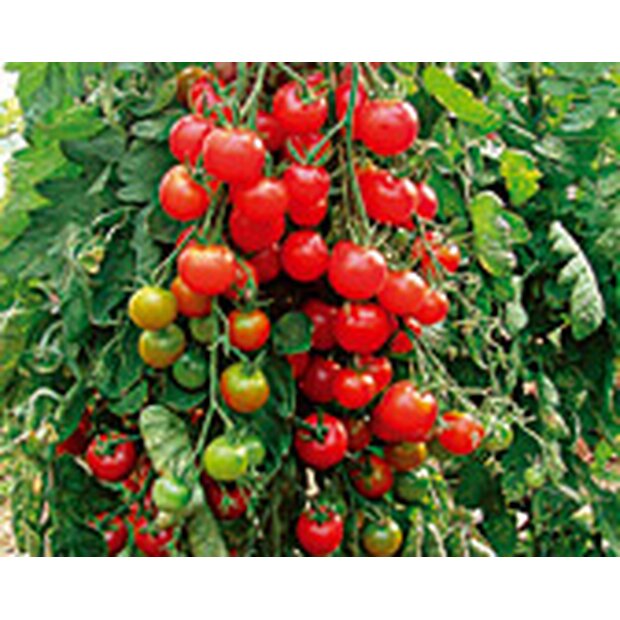 Tomate Zuckertraube Saatgut aus biologischem Anbau