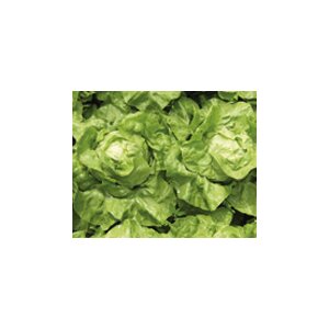 Butterhead Lettuce Murielle Seeds from organic Farming