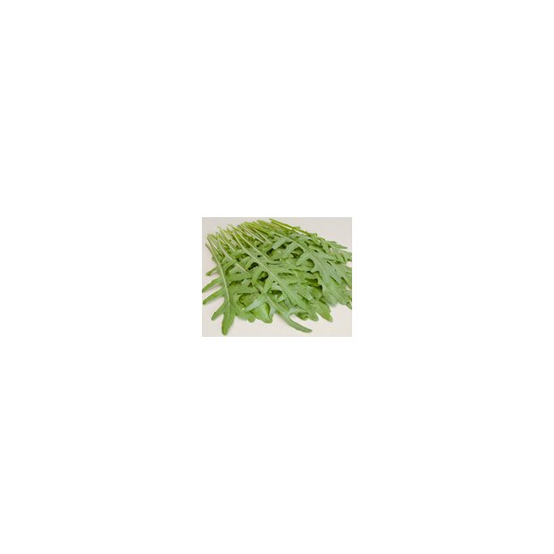Rucola coltivata - Salatrauke Saatgut aus biologischem Anbau