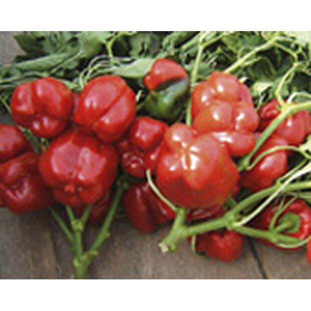 Bell Pepper Yolo Wonder Seeds from Organic Farming