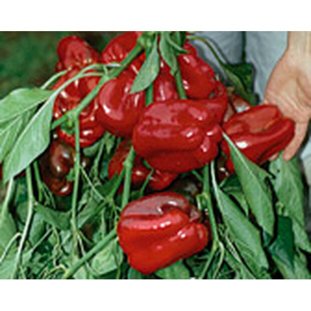 Bell Pepper Quadrato d Asti rosso Seeds from organic Farming