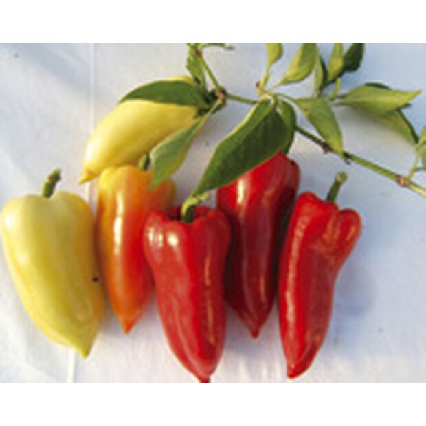 Sweet Pepper Ferenc Tender Seeds from Organic Farming