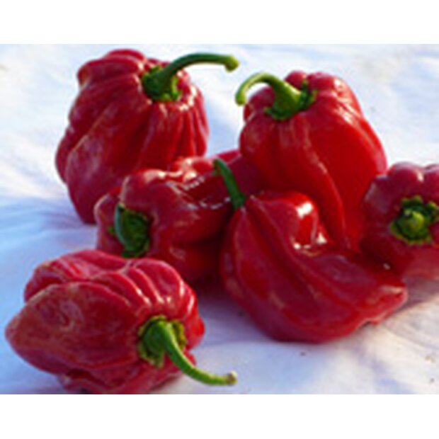 Chili Pepper Habanero Tropical Red Seeds from organic Farming