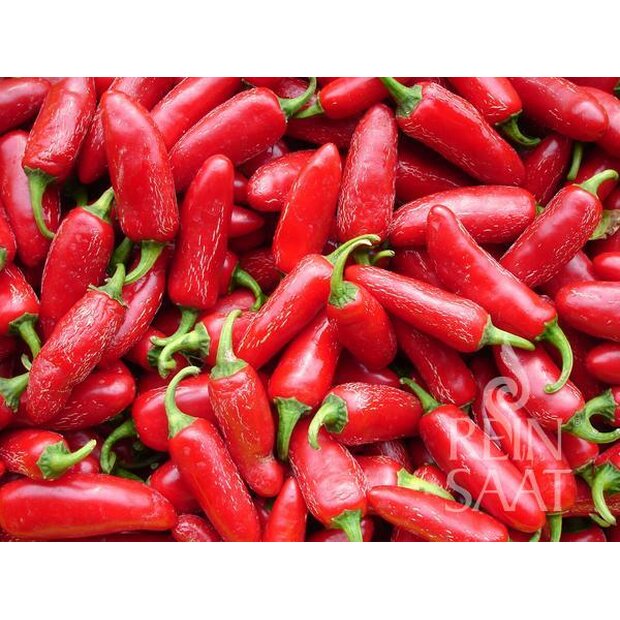 Chili Pepper Jalapeno Seeds from Organic Farming