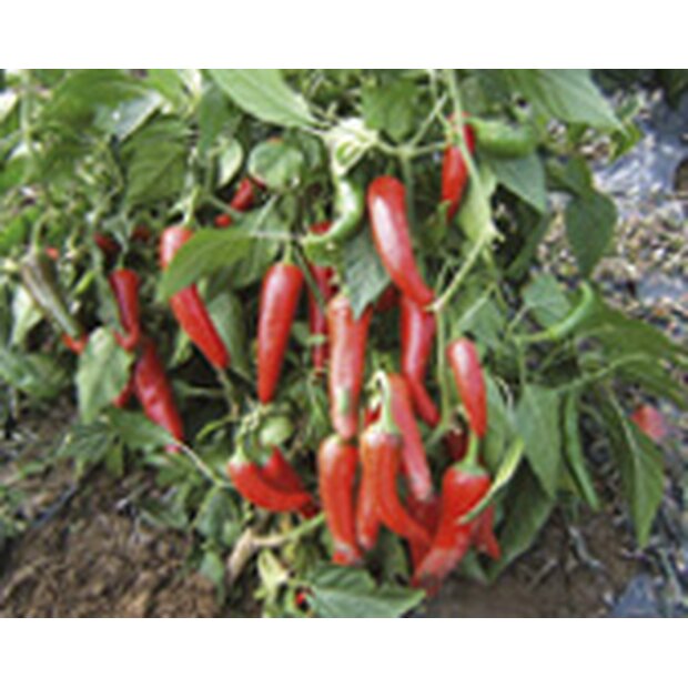Chili Pepper De Cayenne Seeds from Organic Farming
