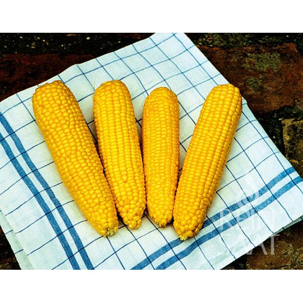 Sweet Corn True Gold - Seeds from Organic Farming