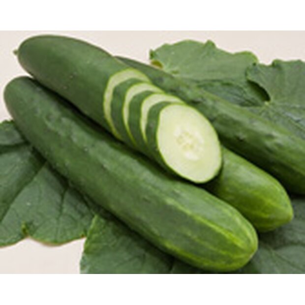 Cucumber Tanja Seeds from Organic Farming