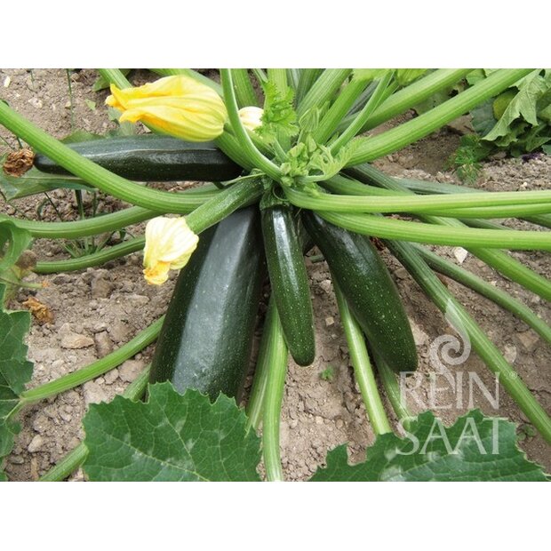 Zucchini Black Beauty Seeds from Organic Farming