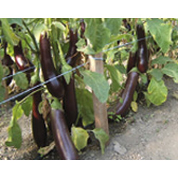 Melanzani Violetta lunga 3 Saatgut aus biologischem Anbau