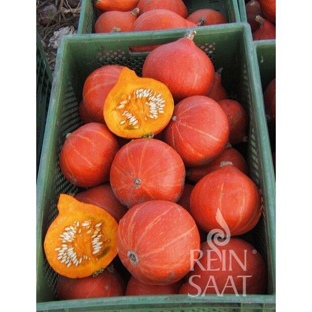 Hokkaido Pumpkin Red Kuri Seeds from Organic Farming