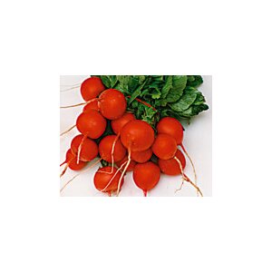 Radish Sora Seeds from organic Farming