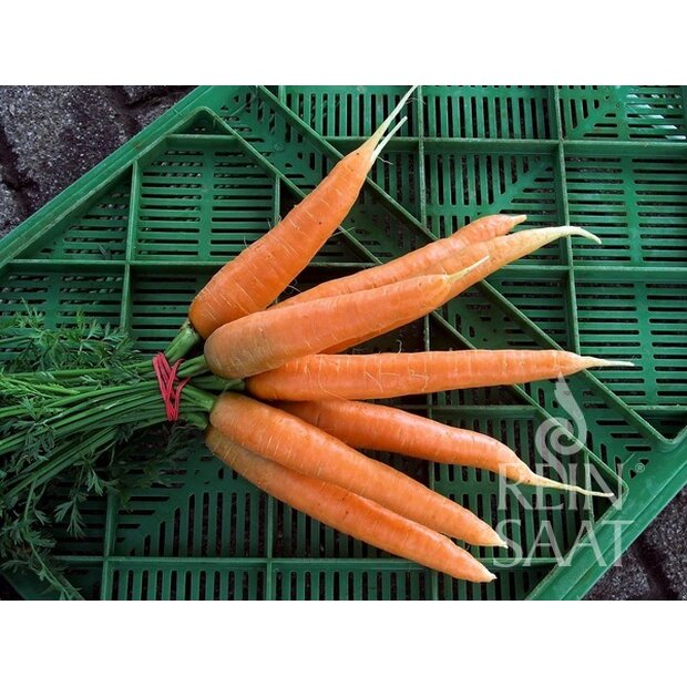 Carrot Nantaise 2 / Milan Seeds from organic Farming