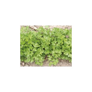 Petersilie Einfache Schnitt 3 Saatgut aus biologischem Anbau