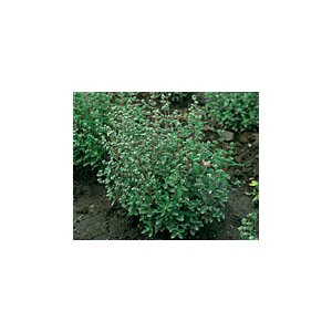 Marjoram, French Seeds from organic Farming