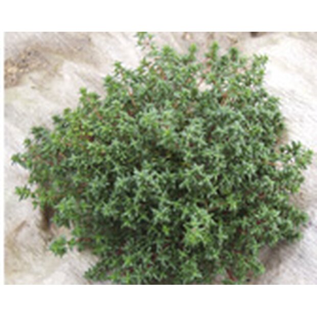 Thyme, German Winter Seeds from organic Farming