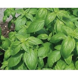 Basil Genovese Seeds from organic Farming
