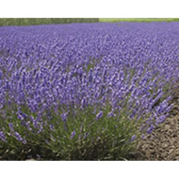 Lavendel Saatgut aus biologischem Anbau