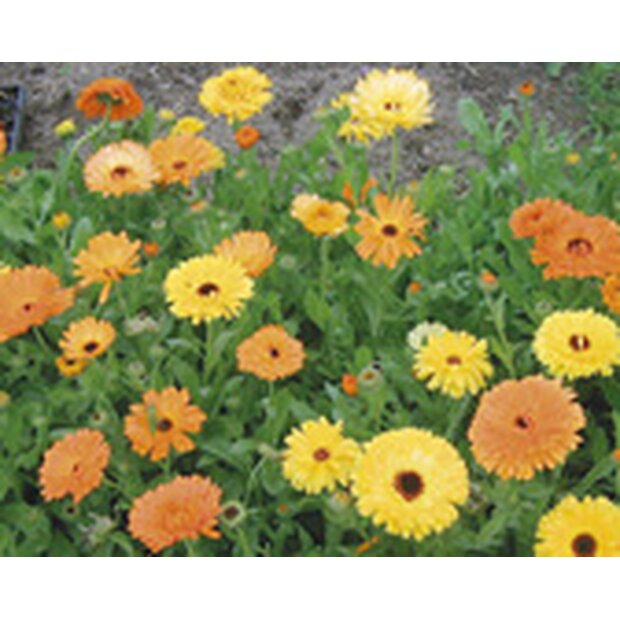 Marigold Seeds from organic Farming