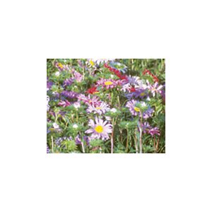 Summer Aster Seeds from organic Farming