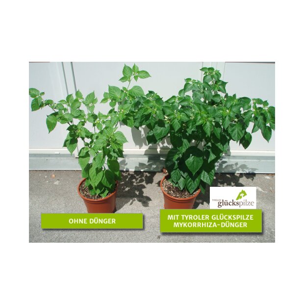 Mykorrhiza Pflanzen Anzucht-Set - 1 Mini Gewächshaus + 1 Mykorrhiza Soluble 30g  + 10 Anzuchttabs + 1 Pkg. Saatgut