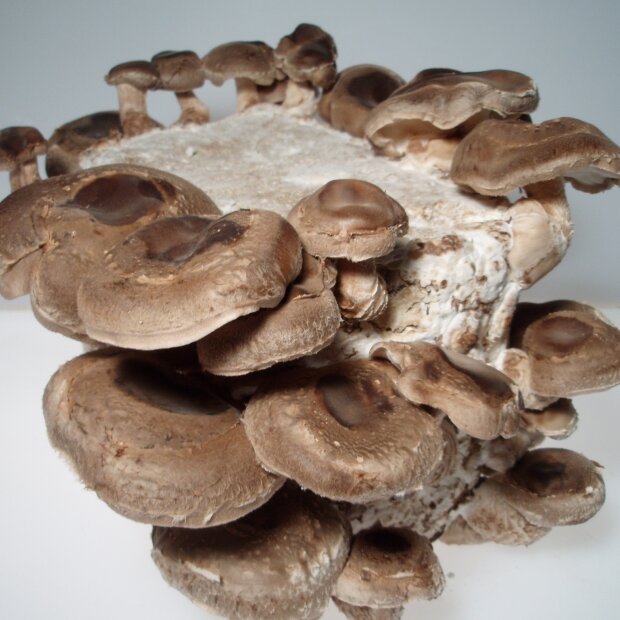 Shiitake - Lentinula Edodes - Indoor Spawn-Bag with growing tent for organic growing, AT-BIO-301
