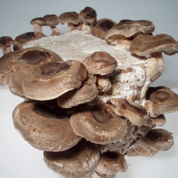 Shiitake - Lentinula Edodes - Indoor Spawn-Bag with growing tent for organic growing acc. to regulation EC 834/2007 AND 889/2008, AT-BIO-301