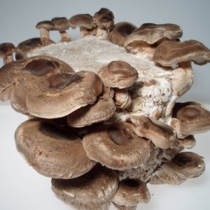 https://gluckspilze.com/media/image/product/779/sm/shiitake-lentinula-edodes-fertigkultur-mit-fruchtungs-bag-fuer-die-biologische-pilzzucht-at-bio-301.jpg