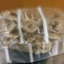 Shiitake - Lentinula edodes - Fertigkultur mit Fruchtungs-Bag für die biologische Pilzzucht, AT-BIO-301